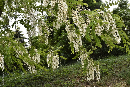 Flowers of the blooming honey acacia in spring