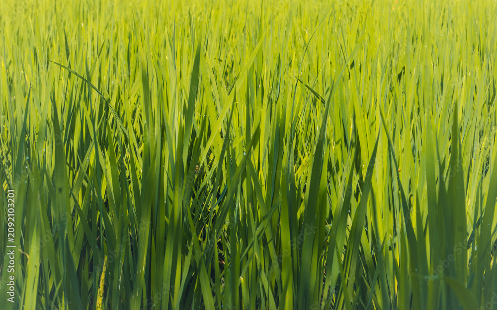 Obraz premium rice field in lombok, indonesia
