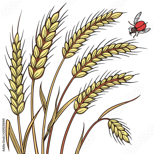 Fotografie Hand drawn of golden wheat stalks with a small red beetle flying nearby, isolate
