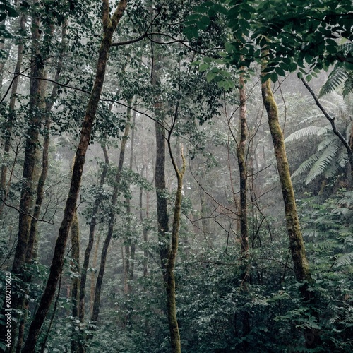 Misty rainforest in gentle rain with wet leaves, ferns and slender mossy trees fading into grey light, lush woodland scene expressing quiet stillness and renewal in untouched temperate wilderness