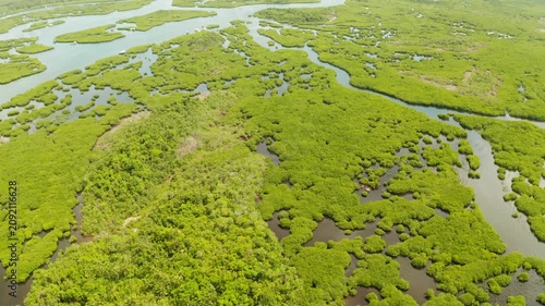Mangrove green forests with rivers and channels on the tropical island, aerial drone. Mangrove landscape.