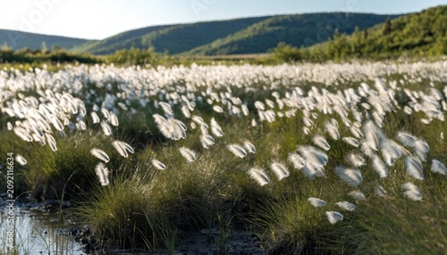 Sunlit marsh meadow filled with swaying white cotton grass tufts, soft summer breeze over wetland pools and green hills, serene wild landscape rich with natural texture and glowing light