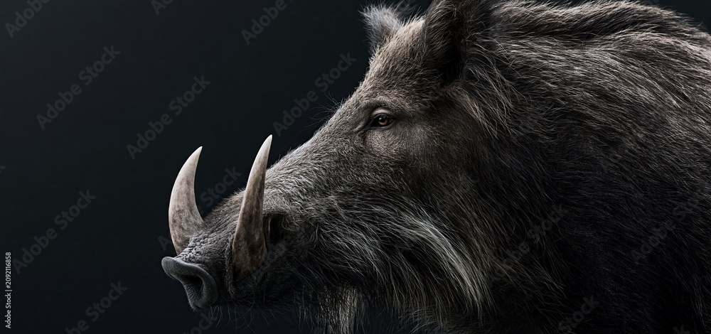 Fototapeta premium Wild boar displaying impressive tusks stands out with powerful presence against a dark background for conservation visuals.