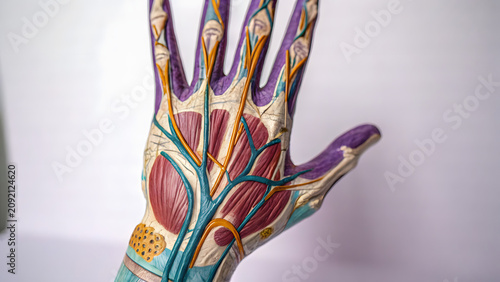 Detailed Human Hand Muscle Anatomy Illustration with Open Palm for Medical Education