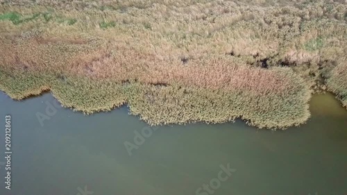 The shoreline of the Curonian Lagoon, waterfowl on the water, high top-down drone clip to the left, Lithuania