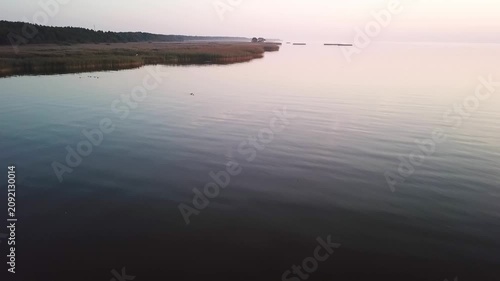 Ducks on water, flying swan above the reed, low forward drone clip, Curonian Lagoon, sunset, Lithuania
