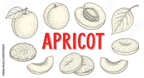 Canvastavla Apricot fruit and leaves illustration.