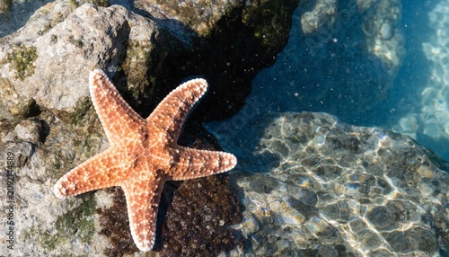 Vibrant orange starfish clinging to tide pool rocks in crystal clear shallow seawater, sunlit ripples and caustic patterns reveal marine life, colorful underwater detail and summer shoreline ecosystem