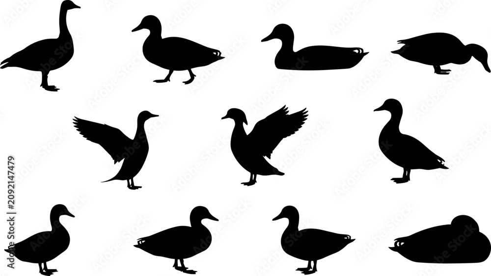 Fototapeta premium Silhouette Collection of Ducks in Various Natural Poses