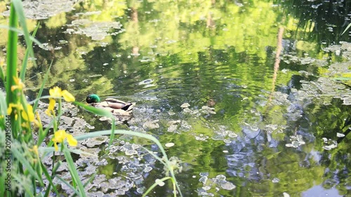 A duck is swimming on a lake with yellow flowers.