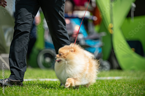 Tapety artystyczne Pies Szpic miniaturowy, pomeranian 