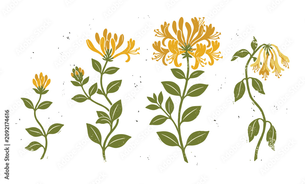 Obraz premium Honeysuckle botanical illustration with yellow-green flowers showing growth stages, rustic textured style for garden guides