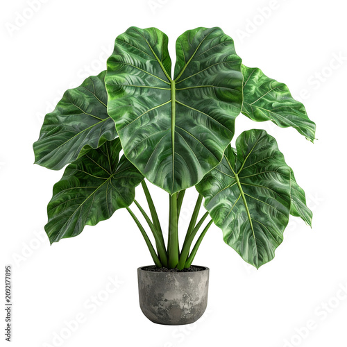 Alocasia Macrorrhizos Elephant Ear Plant in Concrete Pot Isolated