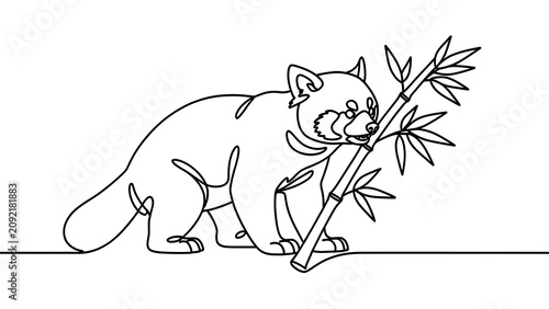 Red panda eating bamboo on white background.