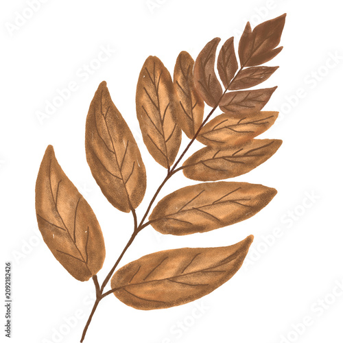 Hand Drawn Autumn Leaves Branch Botanical Fall Illustration