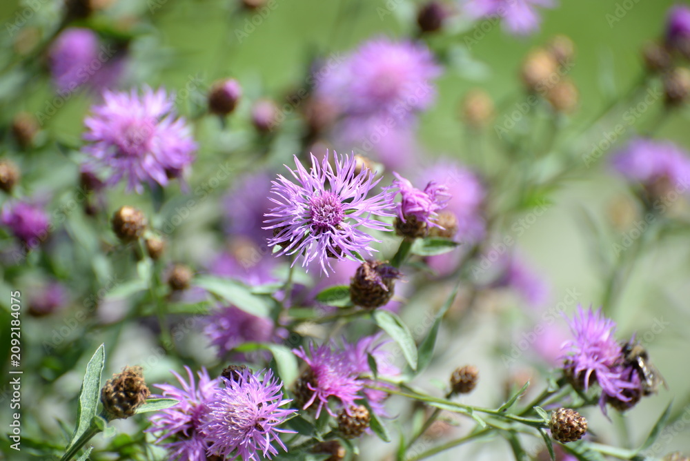 Fototapeta premium Wiesenflockenblume