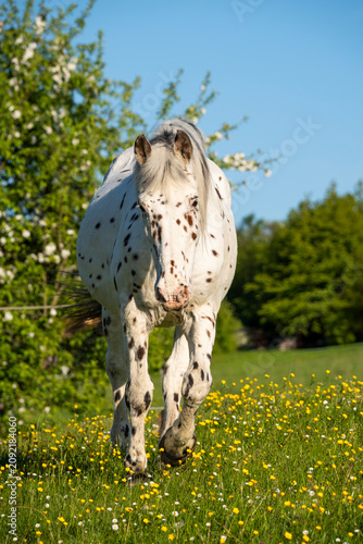 Photos A Knabstrupper horse in a pasture