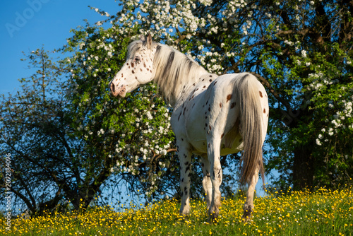 Εκτύπωση καμβά A Knabstrupper horse in a pasture