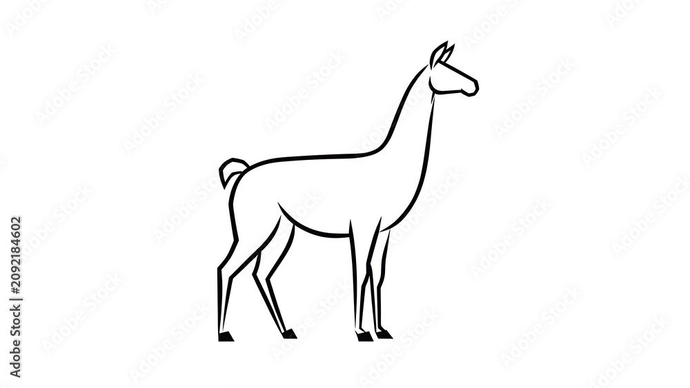 Fototapeta premium Simple line art drawing of a llama white background.