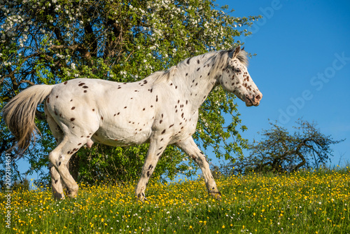 Fotografie A Knabstrupper horse in a pasture