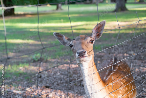 Konstfotografi Beautiful deer looking through the bars