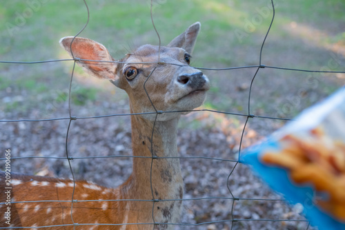 Konstfotografi Beautiful deer looking through the bars