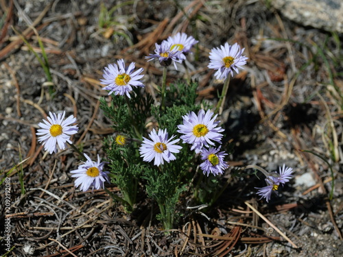 Fotografie Pinnate-leaved Daisy (Erigeron pinnatisectus) Blooming in Alpine Tundra, Indian