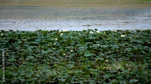Lotus flowers and birds at Bhojtal lake or Bada Talaab which was contructed by King Bhoj in Bhopal Madhya Pradesh