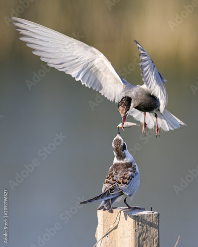 Foto Whiskered tern delivering food to its chick in a tender midair exchange of littl