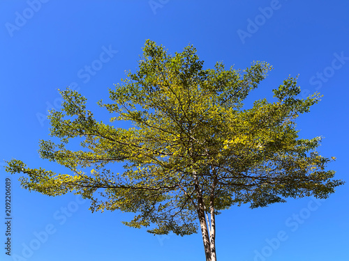 A vibrant green tree viewed from below against a deep blue sky, capturing the beauty of nature, fresh foliage, and a peaceful outdoor atmosphere on a sunny day.