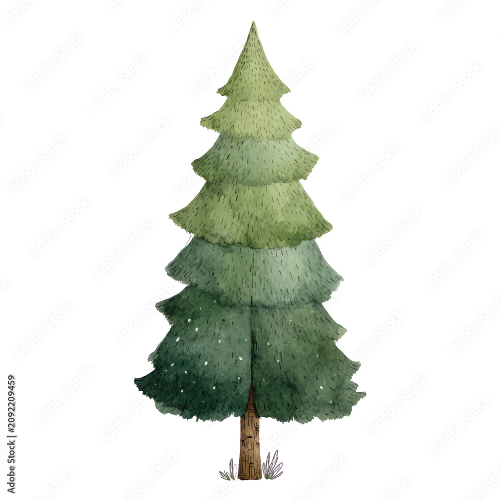 Fototapeta premium A green pine tree standing tall.