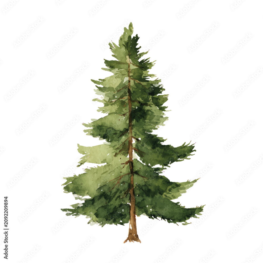 Fototapeta premium A single pine tree standing tall.