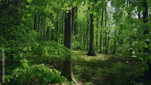 Moving slowly between the lush green branches of a forest with beech trees in the wind