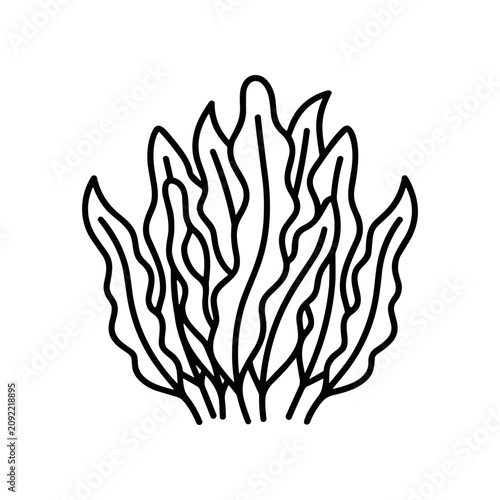 Black line drawing of seaweed plant.