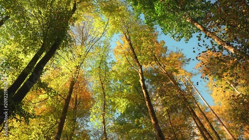 Majestic tree canopy in beautiful autumn colors, with stripes of blue sky between the treetops. The sunlight increases and illuminates the beautiful colors.