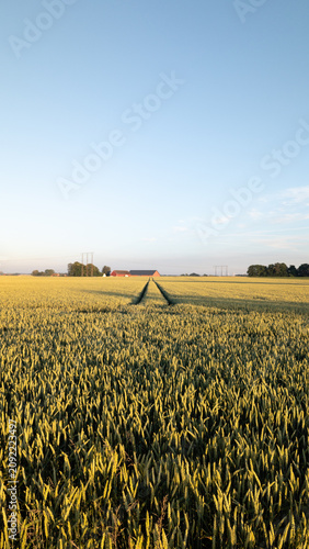 Tractor tracks through a golden wheat field at sunset