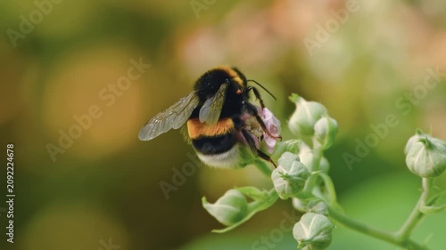 Fluffy wild bumblebee in nature drinking nectar from a blossom and taking off in slow motion