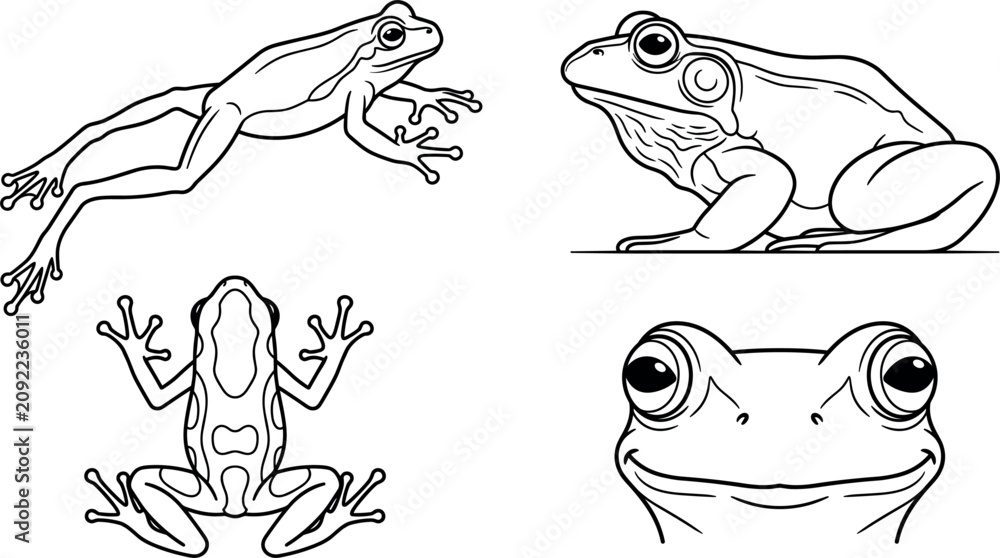Obraz premium frog on a white background