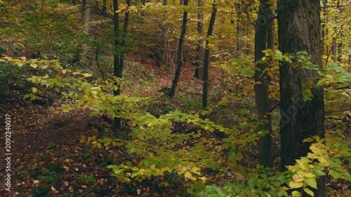 Tranquil forest path scene in gorgeous autumn colors. Smooth movement under beech trees in colorful woodlands in fall season.