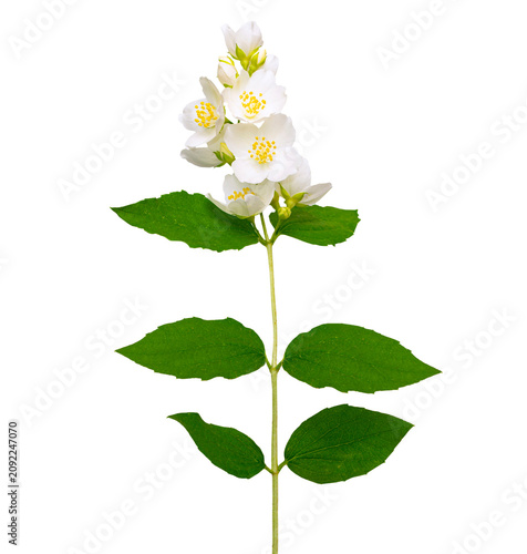 One flower. branch of jasmine flowers isolated on white background.