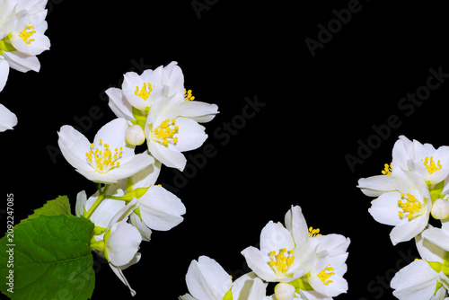 Frame. White jasmine flowers with leaves on a black background. Spring flower.