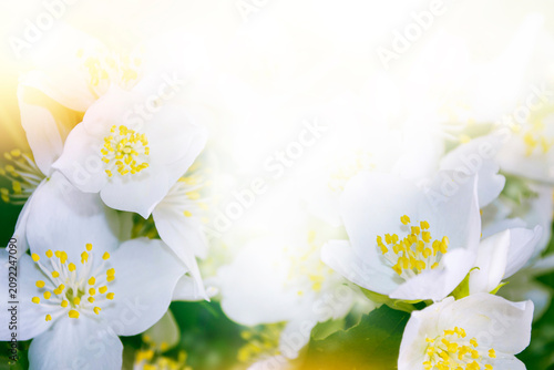 Jasmine in the garden. Landscape. White jasmine. The branch delicate spring flowers. nature.