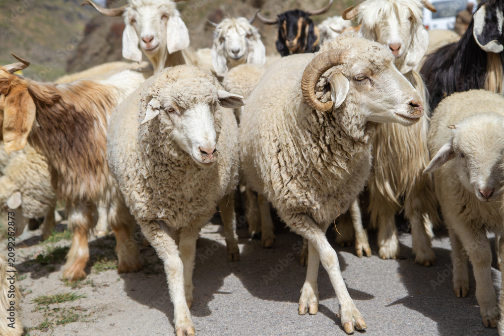 Obraz premium Large herd of sheep and goats walking from one pasture to another along a mountain road. View from Himachal Pradesh, Manali Leh highway, India
