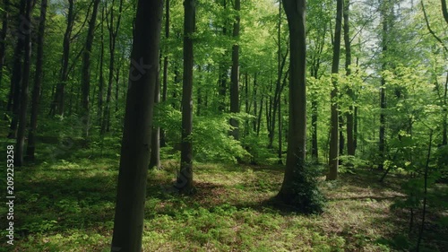 Moving backwards through the lush green branches of a forest with beech trees in a breeze