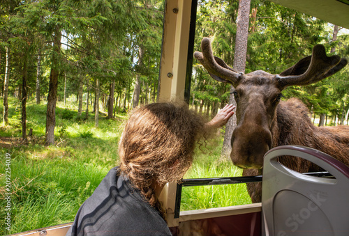 Smålandet moose safari in Sweden, seeing moose by small train. A child is sitting on a train, gently petting and feeding a large bull moose with tree branches.