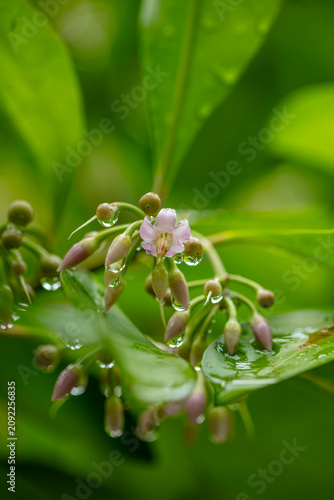 Fleurs 