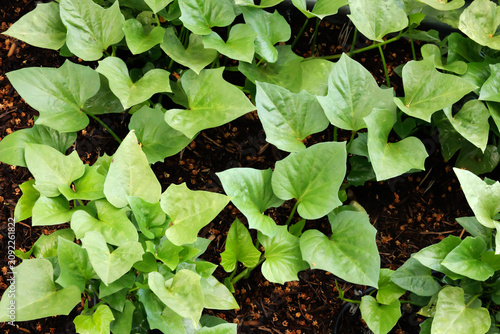 Sweet Potato Plants Growing in Garden
