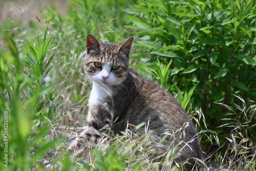 草むらで振り向く子猫