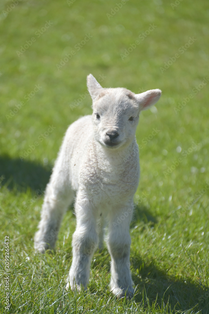 Fototapeta premium Lamb in the valley of Great Langdale to the Langdale Pikes in the Lake District