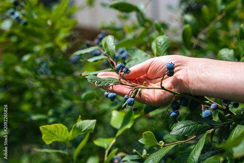 фотографія Hand picking ripe blueberries from a garden bush